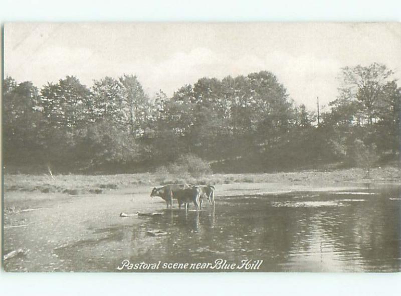 Unused Pre-1907 COWS IN THE WATER NEAR BLUE HILL Mamaroneck New York NY Q1508