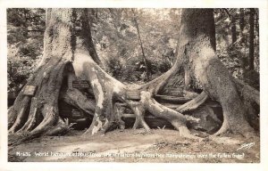 RPPC Octopus Trees of Mystery Park Redwood Highway, CA 1945 Vintage Postcard