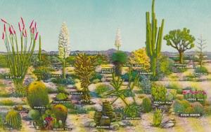 Cactus A Few Varieties Of Desert Vegetation