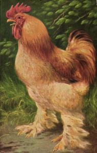 Chicken Hen Rooster, Yellow Cochin, Bird Poultry Postcard (1910s) Artist Signed