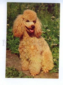 200193 RUSSIA poodle dog old postcard