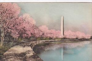 Washington D C Washington Monument and Cherry Blossoms