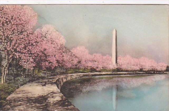 Washington D C Washington Monument and Cherry Blossoms