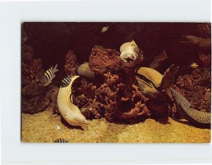 Postcard Moray eels, Miami's Fabulous Seaquarium, Miami , Florida