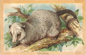 Wild Animals. The Opossum  Tuck Educational Series PC # 2
