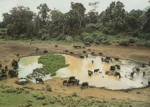 Elephants at Mountain Lodge Waterhole Bathing Mount Kenya Postcard