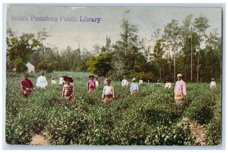 Summerville South Carolina Postcard Tea Culture Around The World c1910 Vintage