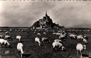 RPPC Sheep Grazing  Le Mont St. Michel  France   - Real Photo Postcard  c1930