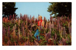 Woman in Field of Lupins, Western Nova Scotia, Flowers