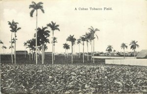 Vintage Postcard; View of Cuban Tobacco Field w/ Palm Trees, Unposted