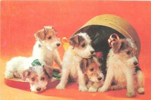 terrier puppies dogs pictorial card