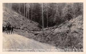 COEUR d'ALENE NATIONAL FOREST ID~64 HORSE-MULE PACK TRAIN~REAL PHOTO POSTCARD