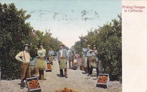 Picking Oranges In California 1906