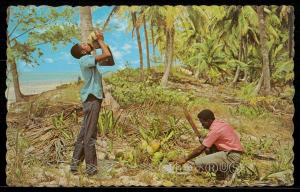 The Tropical Caribbean - Cool, refreshing coconut milk