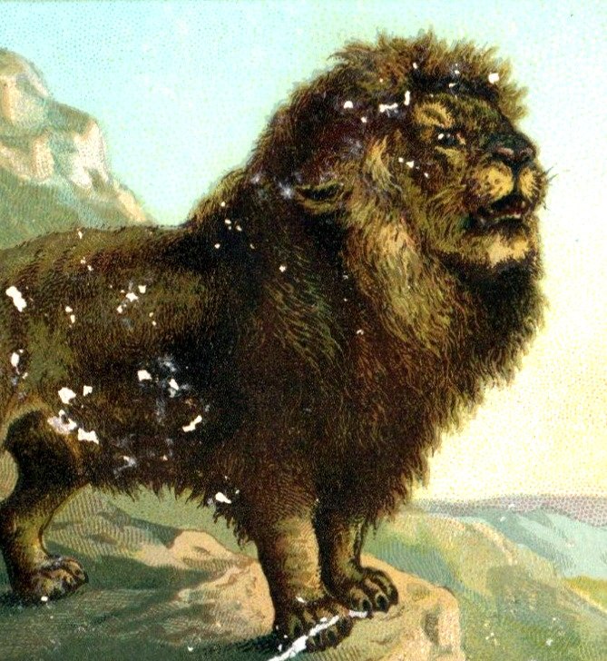 1890 Arbuckle Bros. Ariosa Coffee Animal Series N0. 24 Lion Felis Leo F92