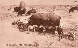 Vintage Postcard 1910 Pigs Piglets 10 Minutes For Refreshments Bathing Animals