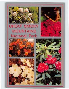 Postcard Beautiful flowers, Great Smoky Mountains National Park