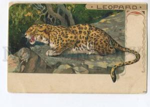 264741 Great LEOPARD Big Cat by Hans SCHULZE Vintage LITHO PC