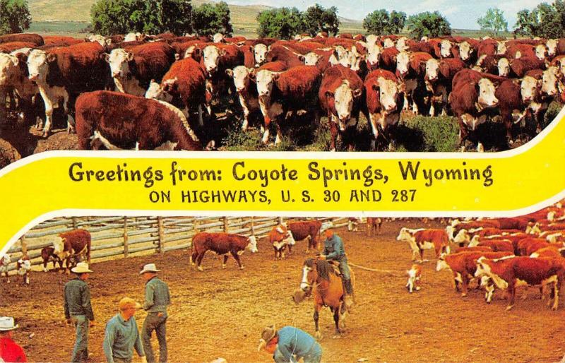 Coyote Springs Wyoming Greetings Cows Ranch Cowboys Postcard JE229724