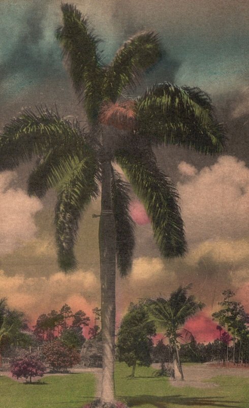 Vintage Postcard The King of the Palms Florida Royal Palm Plantation Attraction