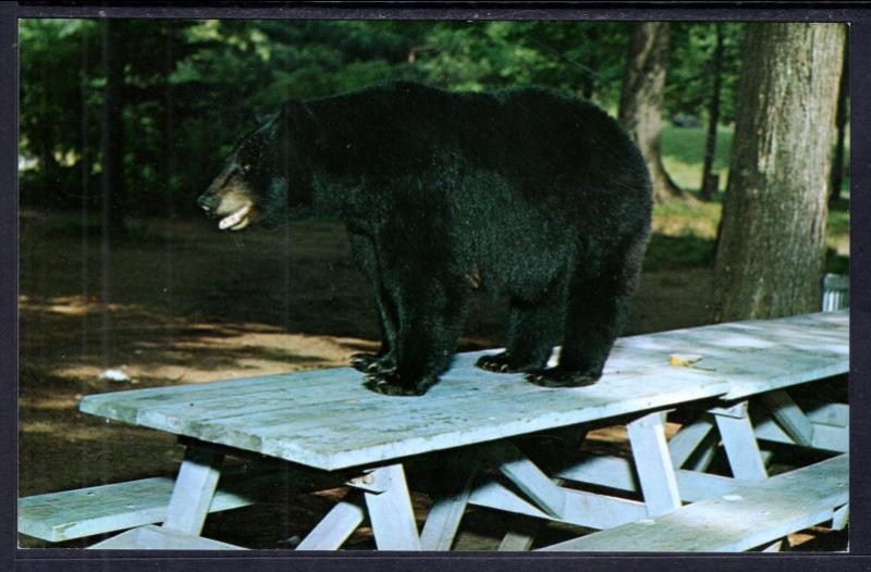 Black Bear on Picnic Table