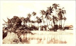 RPPC Postcard Hawaiian Rice Fields with Palm Trees 1950s