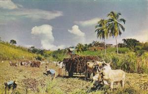 Jamaica Reaping Sugar Cane