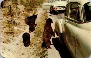 Vtg Bears Begging Motorist for Handouts Yellowstone National Park WY Postcard