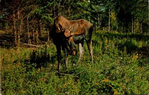 Canada Ontario Haliburton Green Lake Resort Restaurant & Motel Tent & Trailer...