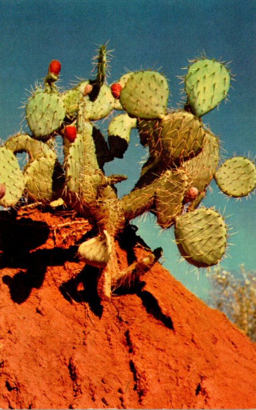 Prickly Pear Cactus With Fruit