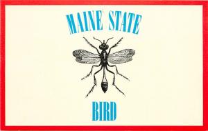 MAINE STATE BIRD MOSQUITO POSTCARD