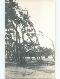 rppc Pre-1949 TREES ALL BENDING TO THE LEFT AC7884