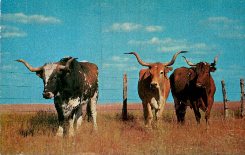 Cows First American Cattle The Original Texas Longhorn