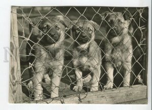 465691 USSR 1961 year photo of Eric Tylinik german shepherds dog postcard