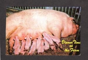 Baby Pigs Piglets Farm Animals Farming Pig Postcard Carte Postale