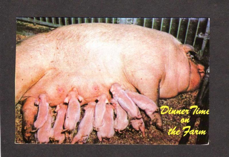 Baby Pigs Piglets Farm Animals Farming Pig Postcard Carte Postale