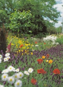 The Physic Garden Hitchin Hertfordshire Postcard