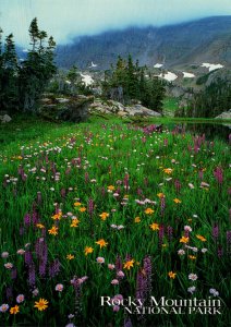 Wildflowers Rocky Mountain National Park Colorado