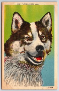 Famous Alaska Husky Dog Breed Thick Black White And Grey Fur Postcard