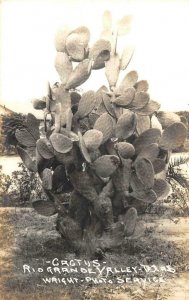 RPPC Cactus - Rio Grande Valley, Texas Wright Photo c1940s Vintage Postcard