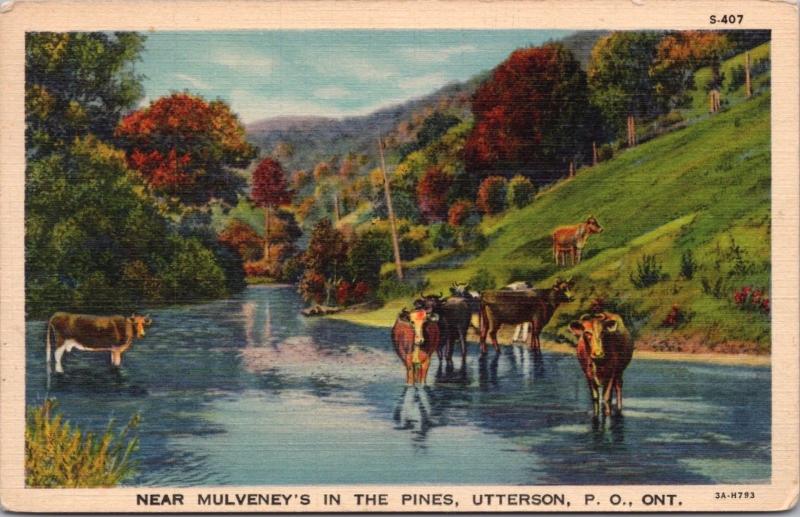 Near Mulveney's In The Pines Utterson Ontario ON Ont Cows Linen Postcard D40