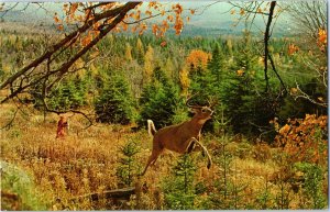 Disappointed Hunter As Deer Runs Away Adirondack Mountains Postcard