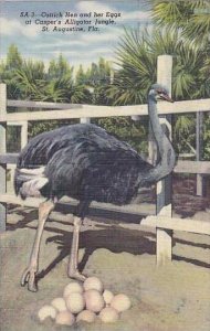 Florida St Augustine Casper´s Alligator Jungle Ostrich Hen & Eggs 1948