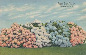 Ocean City's Flower - Hydrangea - Ocean City NJ, New Jersey - pm 1946 - Linen