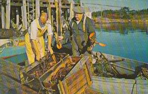 Fishermen With Live Maine Lobsters 1968