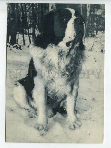 463724 USSR 1969 year St. Bernard Dog postcard