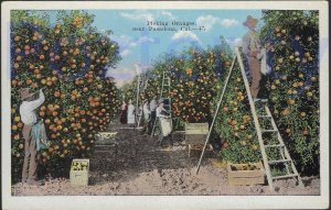 PICKING ORANGES NEAR PASADENA CALIFORNIA