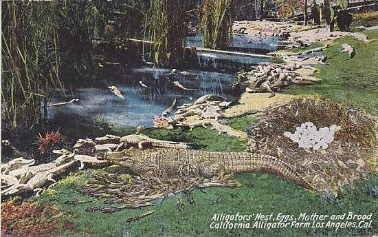 California Los Angeles Alligator Farm Nest Eggs Mother & Brood