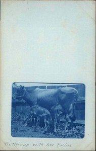 Cows & Calf Calves Buttercup & Twins c1910 Cyanotype Real Photo Postcard