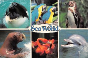 Lot 8 usa sea world marine sea park whales walruses flamingos dolphins